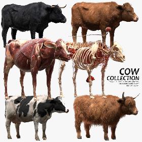 3D Cow Collection (Anatomy) model